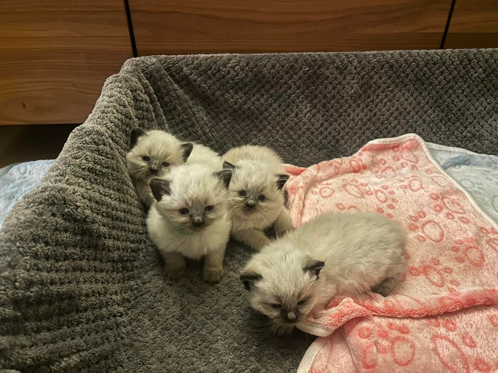 Raszuivere ragdoll kittens, Meerdere dieren, Ingeënt