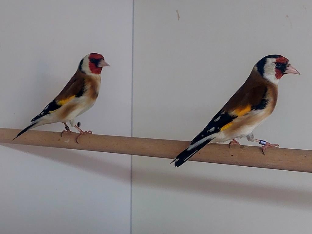 Majoor putter, Dieren en Toebehoren, Vogels | Overige Vogels, Mannelijk, Wildzangvogel, Geringd