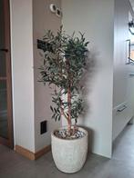 Neppe olijfboom inclusief pot, Huis en Inrichting, Ophalen