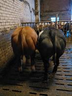 4 mooie dikbil pinken verkocht