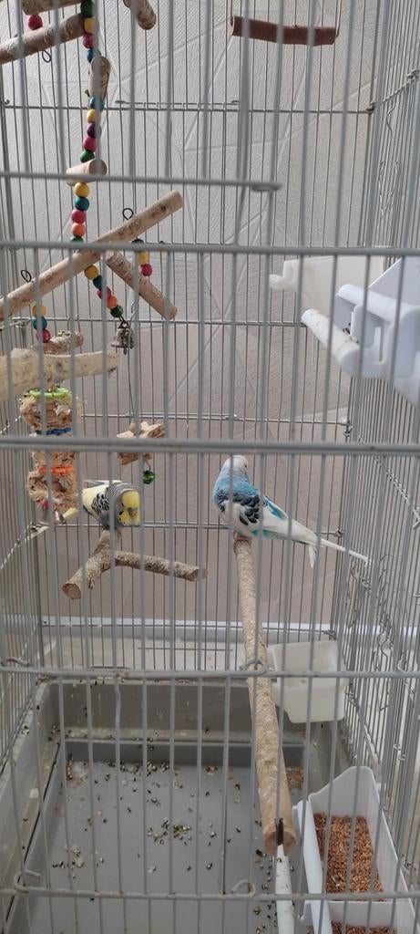 Free, Ophalen of Verzenden