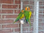 Koppel pertinax Suriname maïsparkiet, Meerdere dieren, Parkiet, Geringd