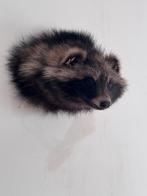 Taxidermie, wasbeerhond/marterhond, Verzamelen, Dierenverzamelingen, Ophalen, Opgezet dier