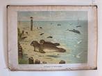 Wolters Schoolplaat Zeehonden en bruinvissen M.A. Koekkoek, Ophalen, Natuur en Biologie