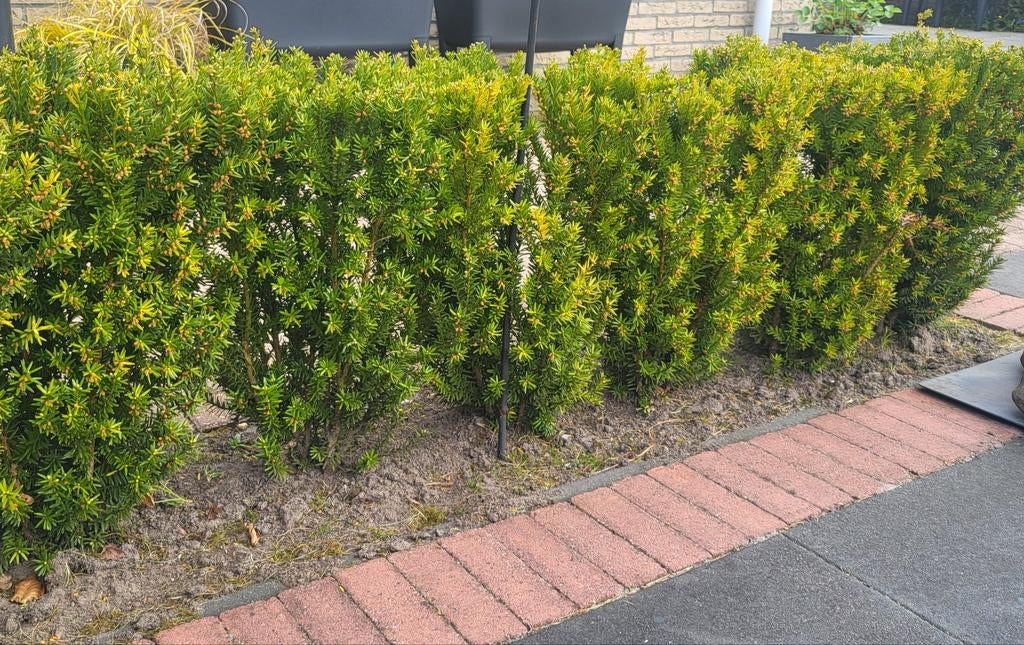 Taxus heg, Tuin en Terras, Ophalen of Verzenden, Taxus, Haag, Minder dan 100 cm