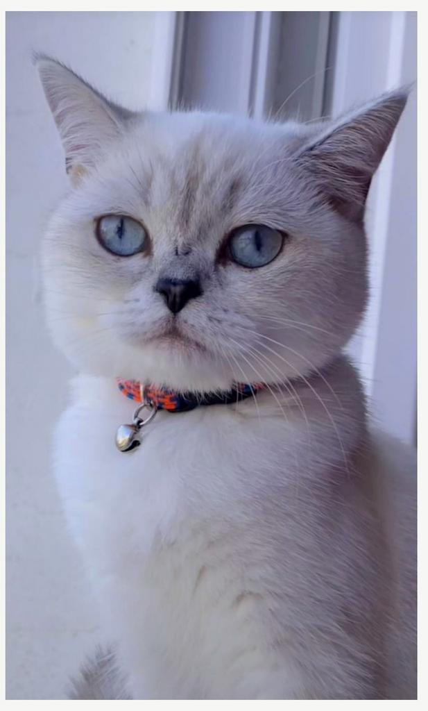 Britse Korthaar Blauwe ogen, Dieren en Toebehoren, Katten en Kittens | Raskatten | Korthaar, Kater, 0 tot 2 jaar