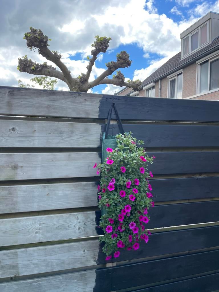 Schutting planken, Tuin en Terras, Planten | Bomen, Ophalen, Halfschaduw, Leiboom, 100 tot 250 cm