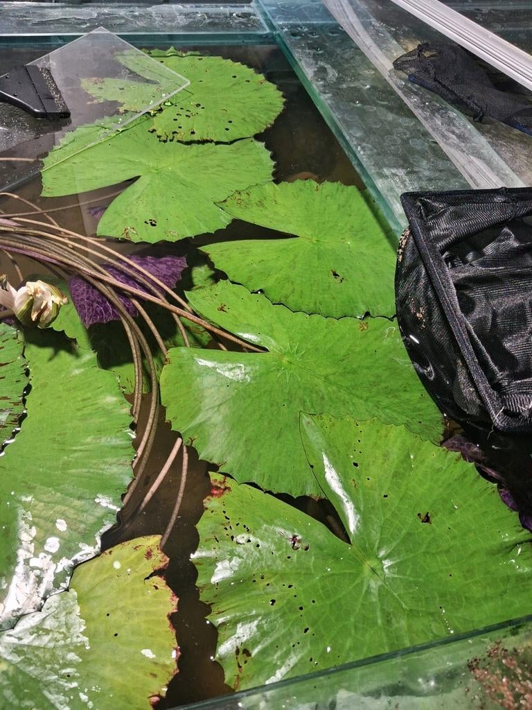 XXXL lotus aquariumplant, Ophalen, Nieuw, Plant(en), Steen of Hout