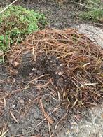 Crocosmia rood oranje - Vuurlelie, Overige soorten, Volle zon, Vaste plant, Ophalen of Verzenden