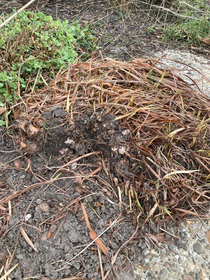 Crocosmia rood oranje - Vuurlelie, Tuin en Terras, Planten | Tuinplanten, Vaste plant, Overige soorten, Volle zon, Zomer, Ophalen of Verzenden