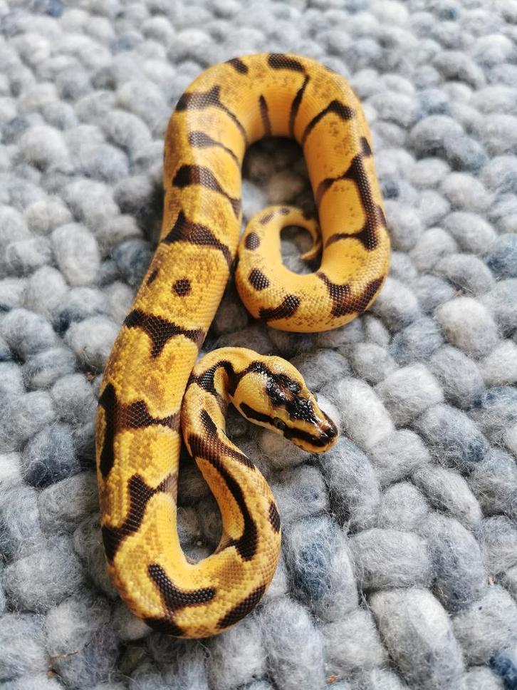 1.0 Super Enchi Pastel Koningspython Ball Python - male for sale from Philipse
