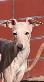 Italiaanse Windhond puppy, Dieren en Toebehoren, 15 weken tot 1 jaar, Overige rassen, Meerdere, Meerdere dieren