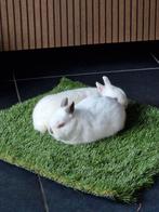 2konijnen, Dieren en Toebehoren, Meerdere dieren