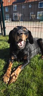 Donnie zoekt zijn gouden mandje, 6 jaar of ouder, Reu, Parvo, Eén hond