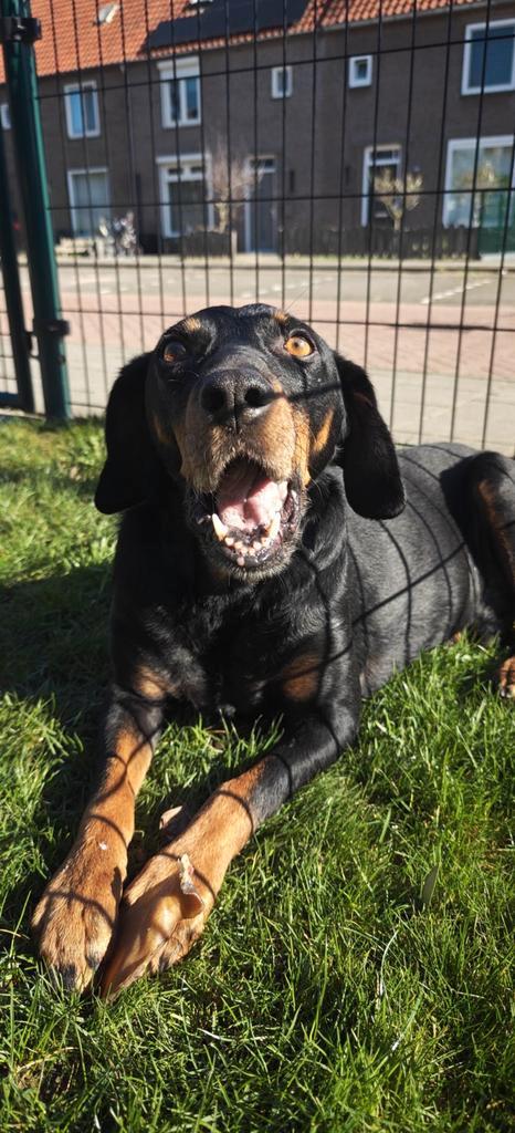 Donnie zoekt zijn gouden mandje, Dieren en Toebehoren, Honden | Niet-rashonden, Middel, Reu, Particulier, Eén hond, Nederland