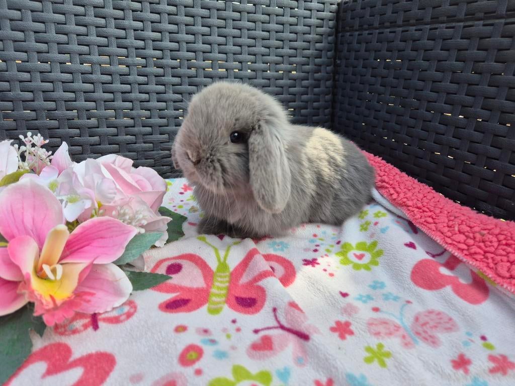 Super mooi feh Minilop voedstertje, Dieren en Toebehoren, Konijnen, Vrouwelijk, Dwerg, Hangoor, 0 tot 2 jaar