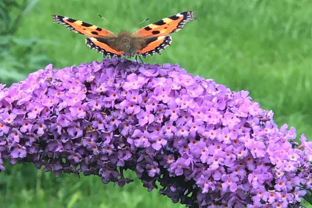 Vlinderstruik Buddleja, Lichtpaars bloeiend., Tuin en Terras, Ophalen of Verzenden