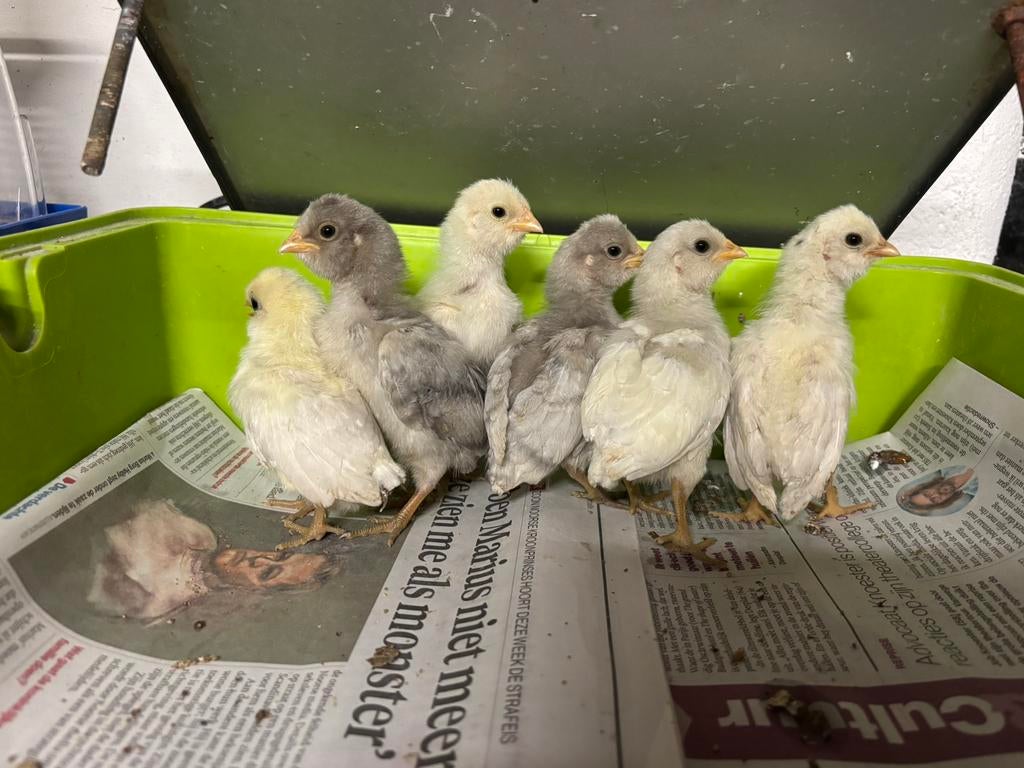 Leuke padua kriel x watermaalse baardkriel, Dieren en Toebehoren, Geslacht onbekend, Kip