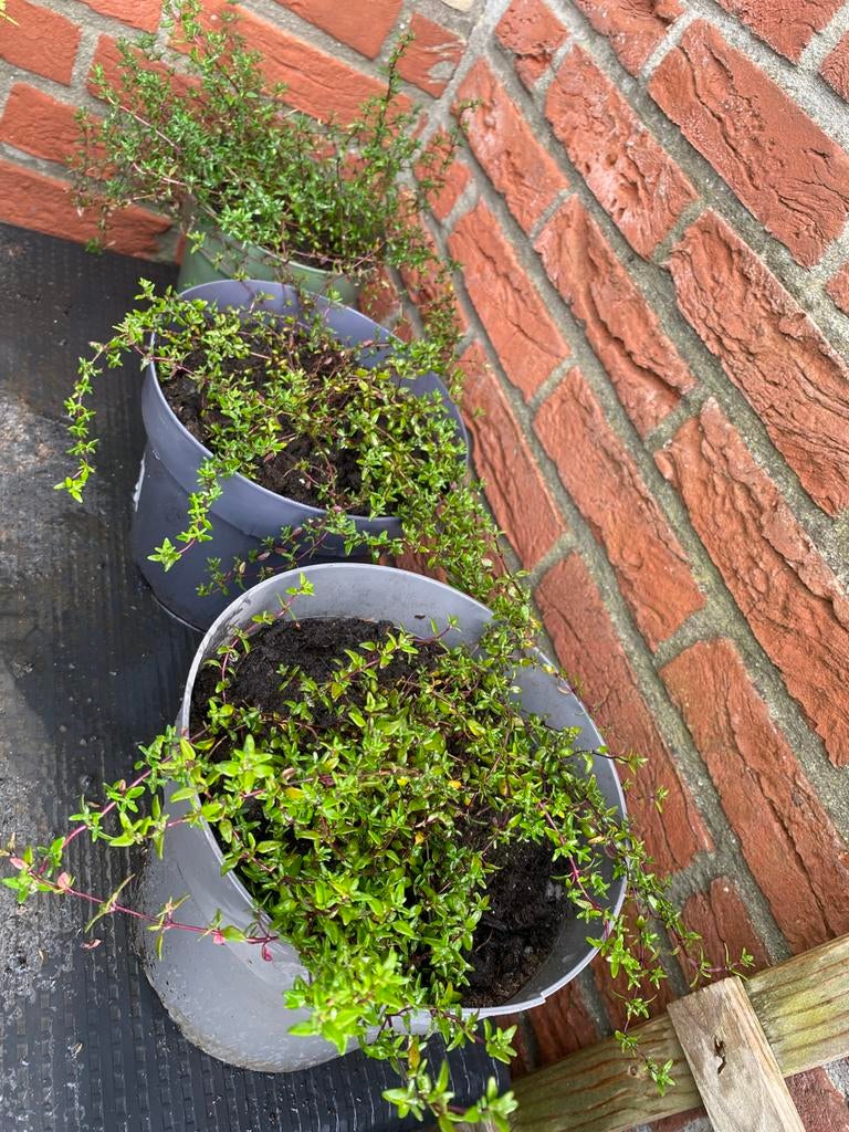 Tijm in pot - keukenkruid, Ophalen, Overige soorten, Minder dan 100 cm