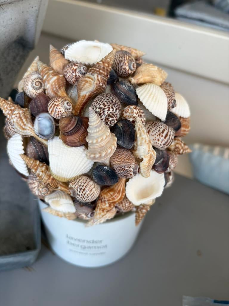 Schelpenbollen. V binnen/buiten, Ophalen, Zo goed als nieuw