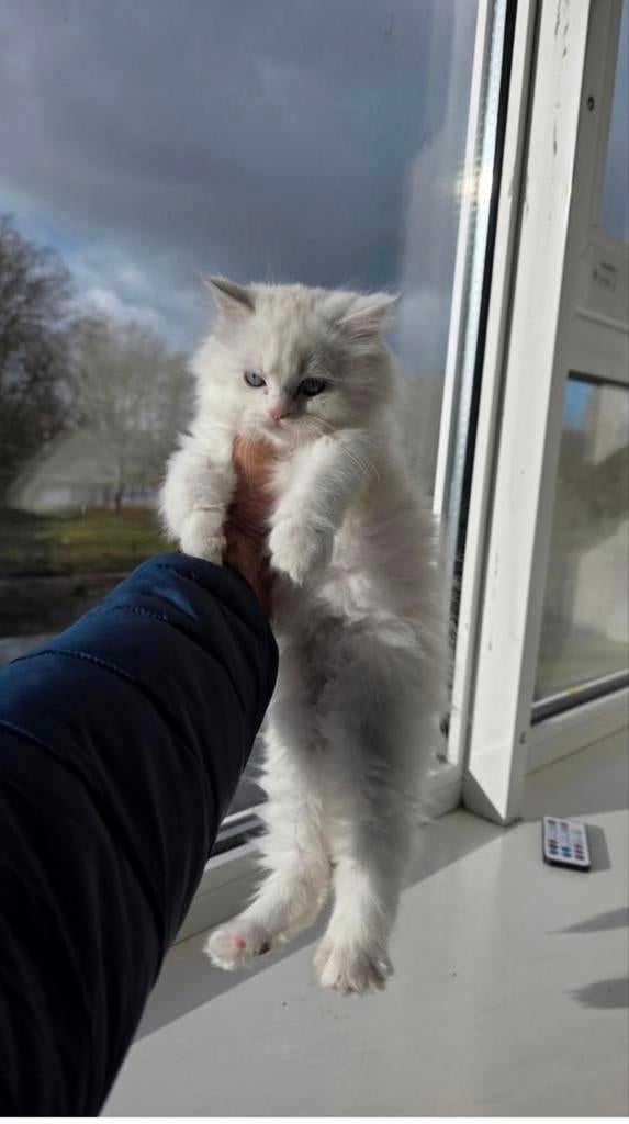 Elegant British Longhair blauwe ogen White Kitten, Dieren en Toebehoren, Katten en Kittens | Raskatten | Langhaar, Kater, Met stamboom