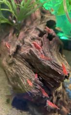 Vuurgarnalen garnalen, Kreeft, Krab of Garnaal