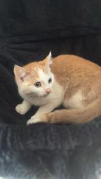 X brits korthaar kitten poesje 12 weken oud, Poes