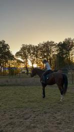 verzorgpony gezocht, Dieren en Toebehoren, Ophalen of Verzenden, Zo goed als nieuw