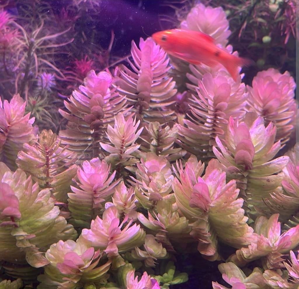 ZEER ZELDZAME aquarium plant Tulunadensis, Ophalen of Verzenden