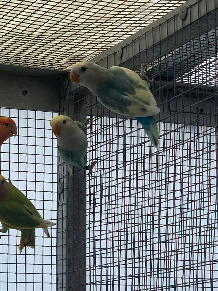 Blauwbonte roseicollis, Meerdere dieren, Dwergpapegaai of Agapornis