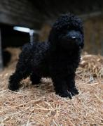 🥰prachtige medium golden doodle pups F2 x toypoedel🥰, Dieren en Toebehoren, Parvo, Overige rassen, 8 tot 15 weken, Meerdere