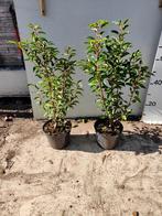 Portugese laurier pot gekweekt, Ophalen of Verzenden, Laurier, 100 tot 250 cm