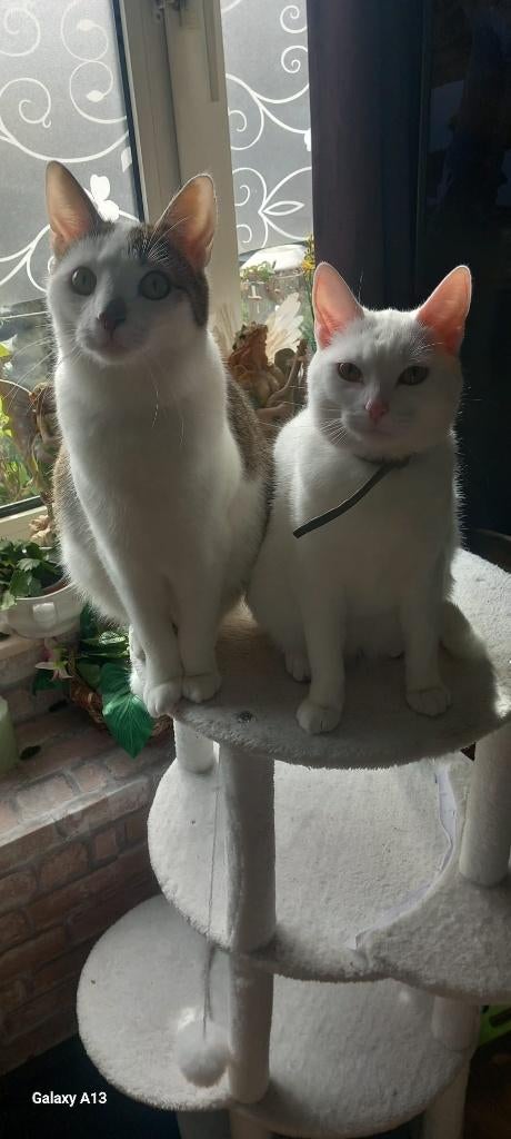 2 katten, Dieren en Toebehoren, Katten en Kittens | Raskatten | Korthaar, Kater, Gechipt, 0 tot 2 jaar