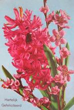 Hartelijk gefeliciteerd - roze hyacint - nieuw, Verzenden, 1980 tot heden, Ongelopen, Overige thema's