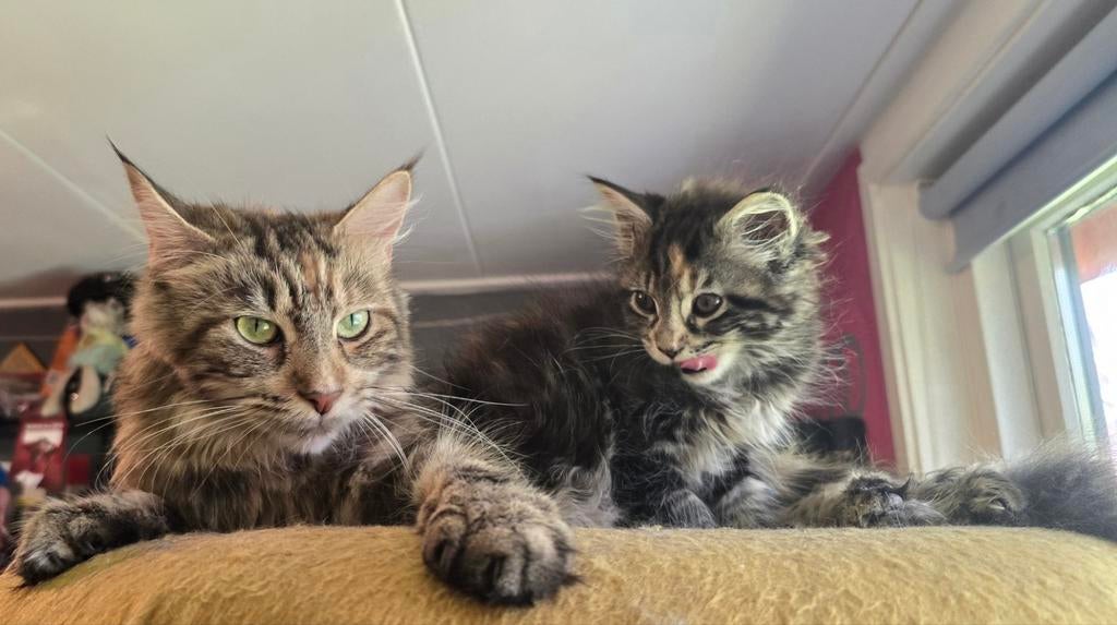 Prachtig nestje maincoon kittens, Dieren en Toebehoren, Katten en Kittens | Raskatten | Langhaar, Meerdere dieren, Ontwormd, 0 tot 2 jaar