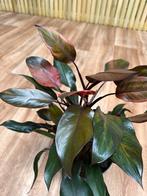Philodendron palladino - Nieuw! Pot 17 cm, Ophalen of Verzenden