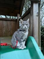 Tuigje kitten, Ophalen of Verzenden, Gebruikt