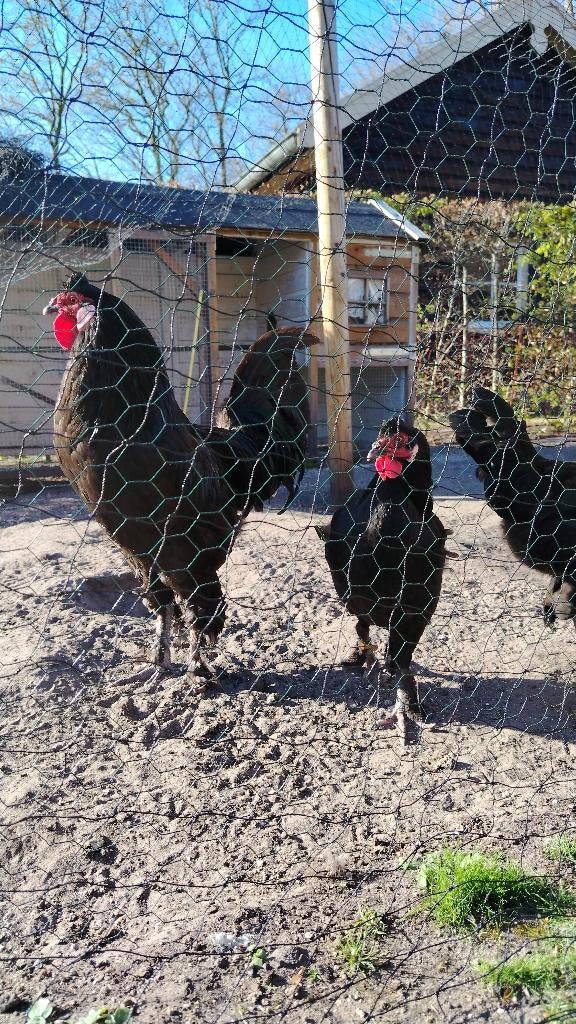 Kraaikop broedeieren, Dieren en Toebehoren, Pluimvee, Geslacht onbekend, Kip