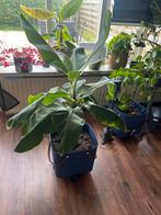 Bananen plant met pot op wielen hoogte 1.40, Tuin en Terras, Planten | Tuinplanten, Ophalen of Verzenden, Bloeit niet, Overige soorten