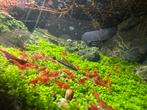 Red Fire Neocaridina Garnalen, Dieren en Toebehoren, Kreeft, Krab of Garnaal