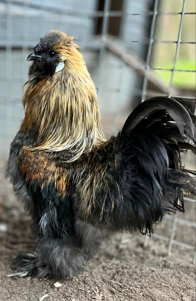 Lieve mooie krielhaan, 2 stuks ook apart, Dieren en Toebehoren, Pluimvee, Mannelijk, Kip