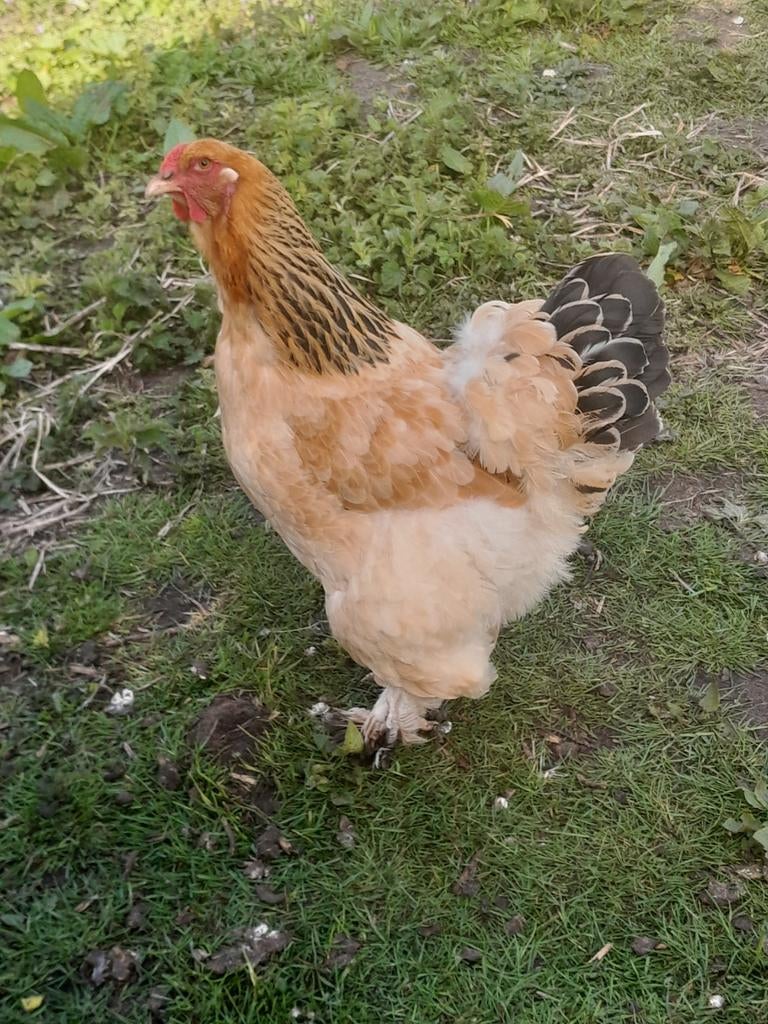 Broedeieren Brahma buff columbia, Geslacht onbekend, Kip