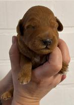 Mini Australian Labradoodle pups, Dieren en Toebehoren, Honden | Retrievers, Spaniëls en Waterhonden, Overige rassen, 8 tot 15 weken