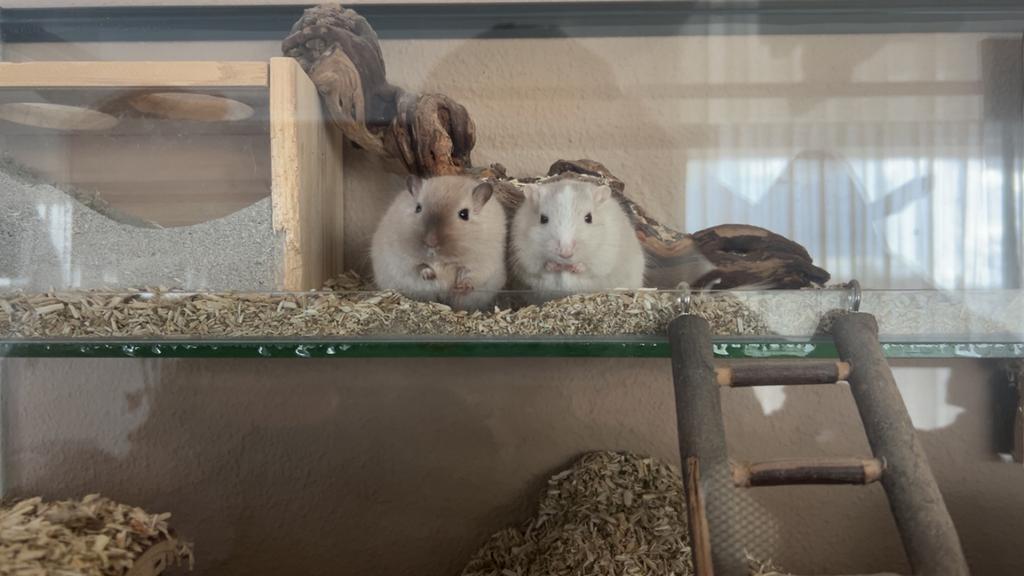 Herplaatsing gerbril, Dieren en Toebehoren, Mannelijk, Dwerg