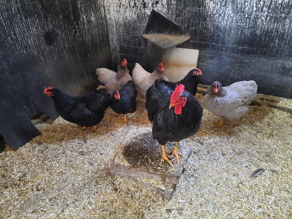 Jonge blauwe en zwarte Plymouth Rock krielen., Dieren en Toebehoren, Meerdere dieren, Kip