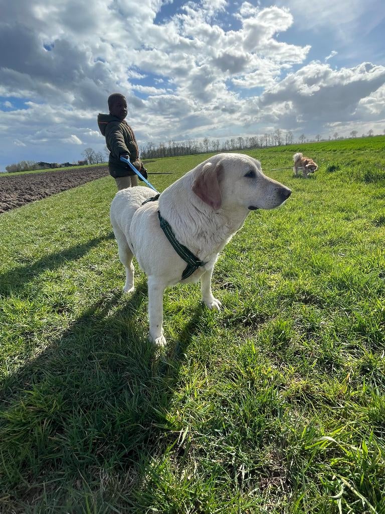 Darina zoekt baasje, Dieren en Toebehoren, Honden | Retrievers, Spaniëls en Waterhonden, 6 jaar of ouder, Particulier, Buitenland