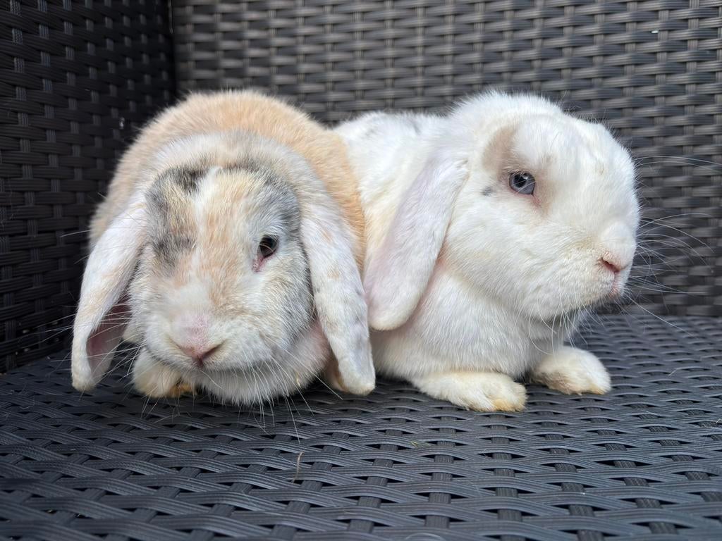 Nederlandse hangoor dwerg koppel, Dieren en Toebehoren, Konijnen, Meerdere dieren, Middelgroot, Hangoor, 3 tot 5 jaar