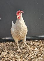 Tambora zoekt een huisje! (Legkip), Vrouwelijk, Kip