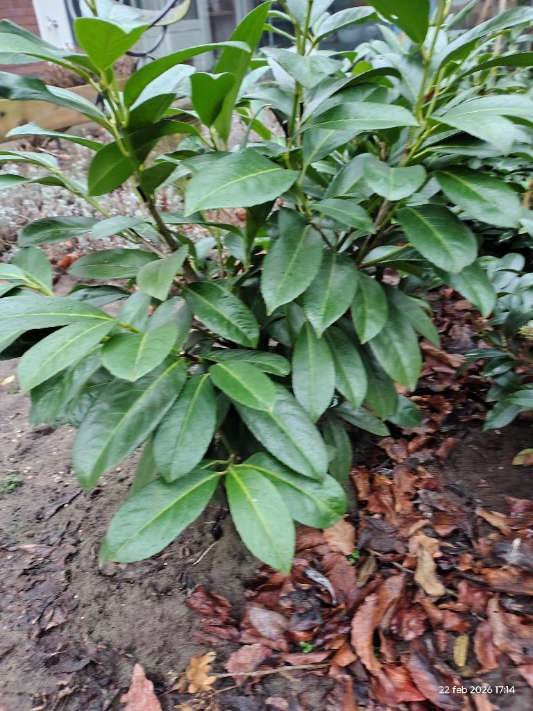 Laurier, Prunus Rotundifolia, haagplant, struik, Tuin en Terras, Planten | Struiken en Hagen, Ophalen, Laurier, Struik, Minder dan 100 cm