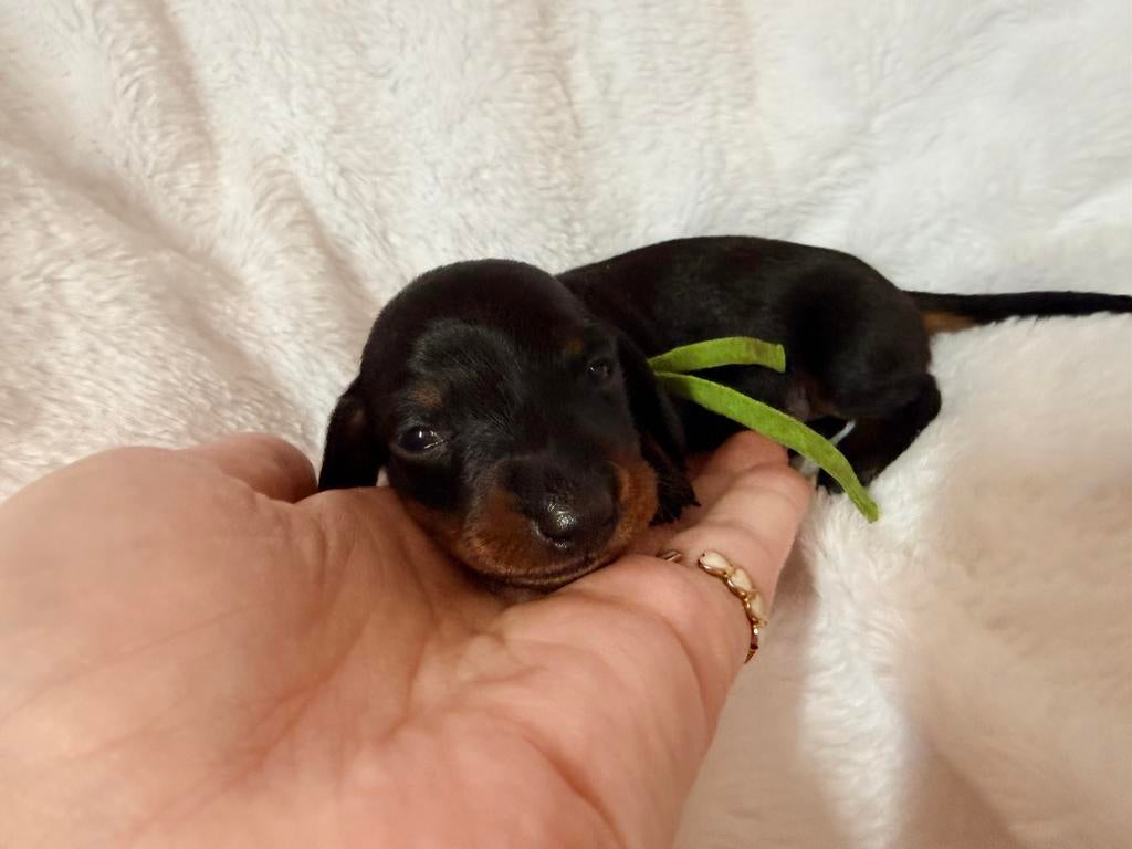 kaninchen/ dwerg teckel puppys, Reu, 8 tot 15 weken, Parvo, Meerdere